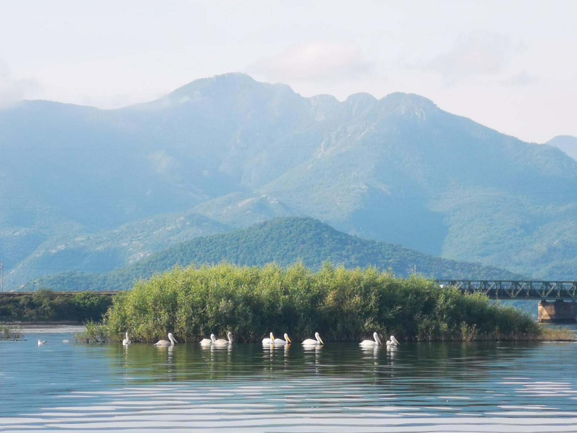 Dapcevic Skadar Daire Vranjina