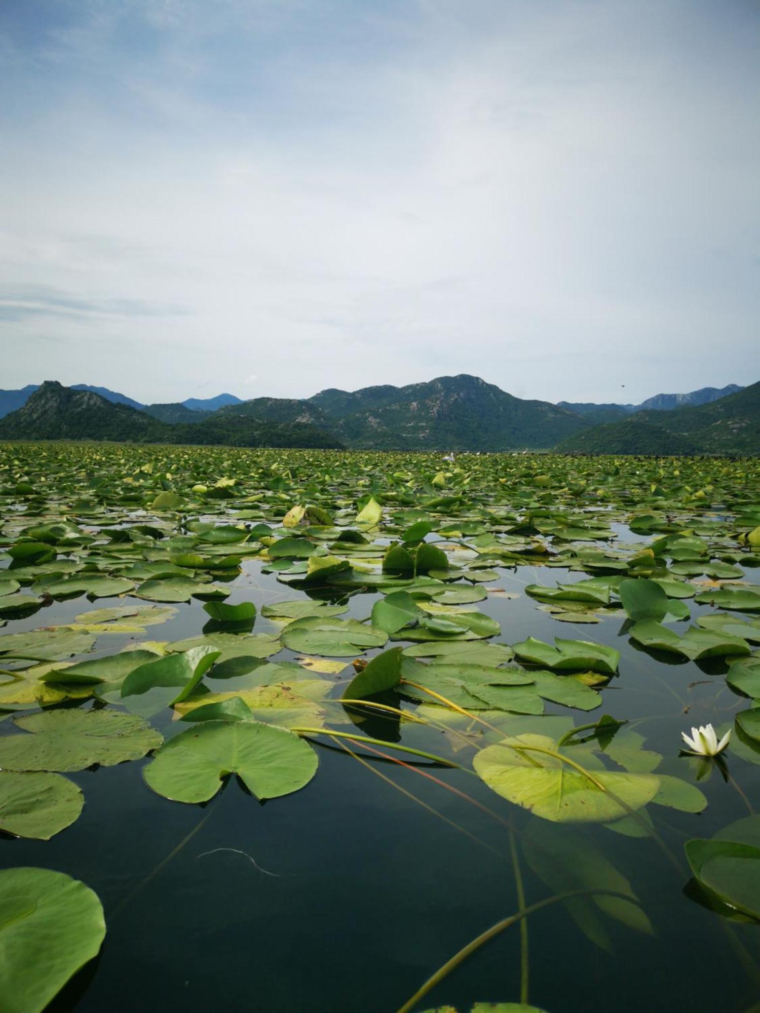 Dapcevic Skadar Daire *